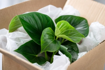 Seven practical steps to help mail-order plants recover and thrive after shipping stress.