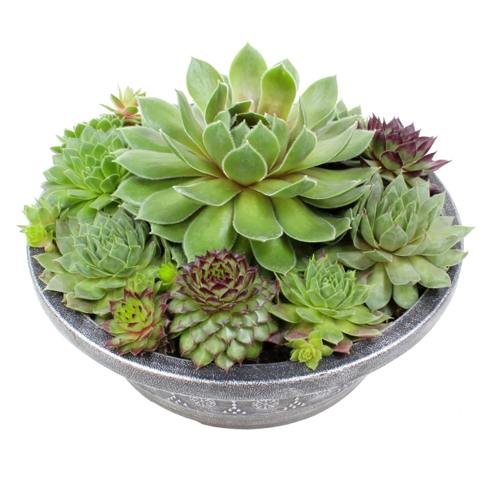 Altman Plants Non-Toxic Live Sempervivum Succulent Plant in 8" Decorative Pot