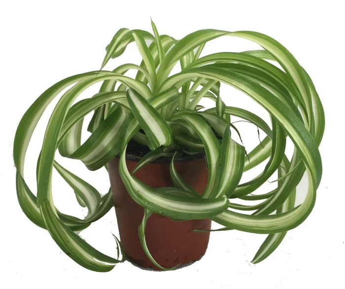 Bonnie Curly Spider Plant, 4-inch Pot