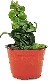 California Tropicals Live Hindu Rope Hoya Carnosa Plant