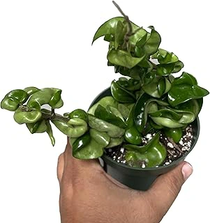 Hoya Compacta aka Hoya Hindu Rope or Krinkle Kurl Plant, 2 Plants