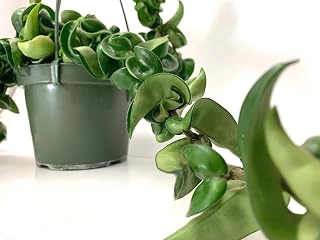 Hoya Compacta aka Hoya Hindu Rope Plant
