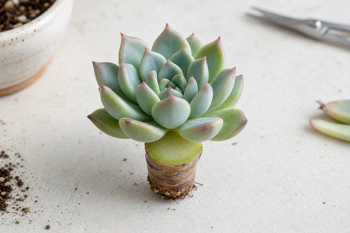 Your succulent stretched toward the light. Here's how to prune it back into a compact rosette.