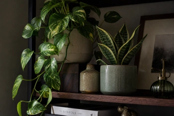 Transform a dim corner into a lush, styled plant shelf using shade-tolerant greens and budget-friendly tricks.