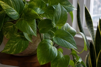 Learn why houseplants pause growth in winter and how to adjust care without wasting money on fixes they don't need.