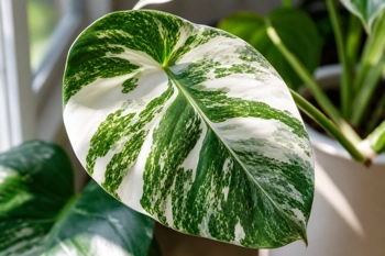 Learn why variegated houseplants lose their patterns and how to use light to keep those striking colors intact.
