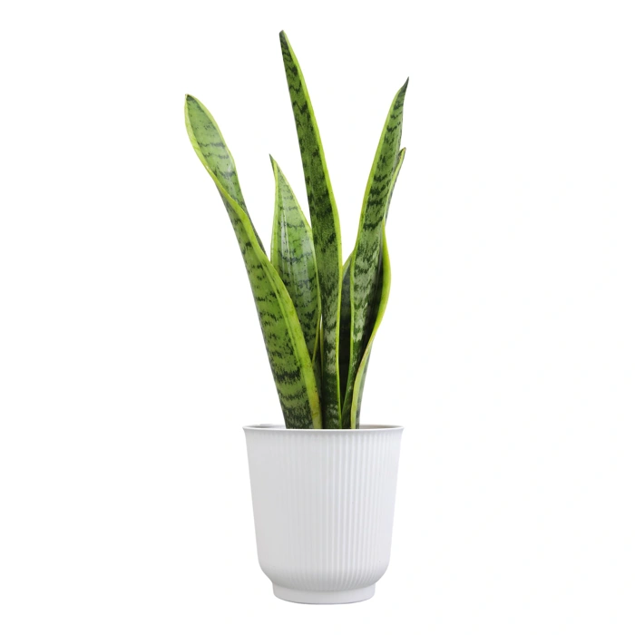 Altman Plants Sansevieria Laurentii Snake Plant - 10" Tall Variegated, in White Planter