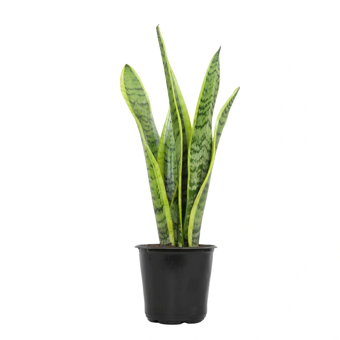 Plants for Pets Live Sansevieria Laurentii Snake Plant - Fully Rooted Potted Indoor