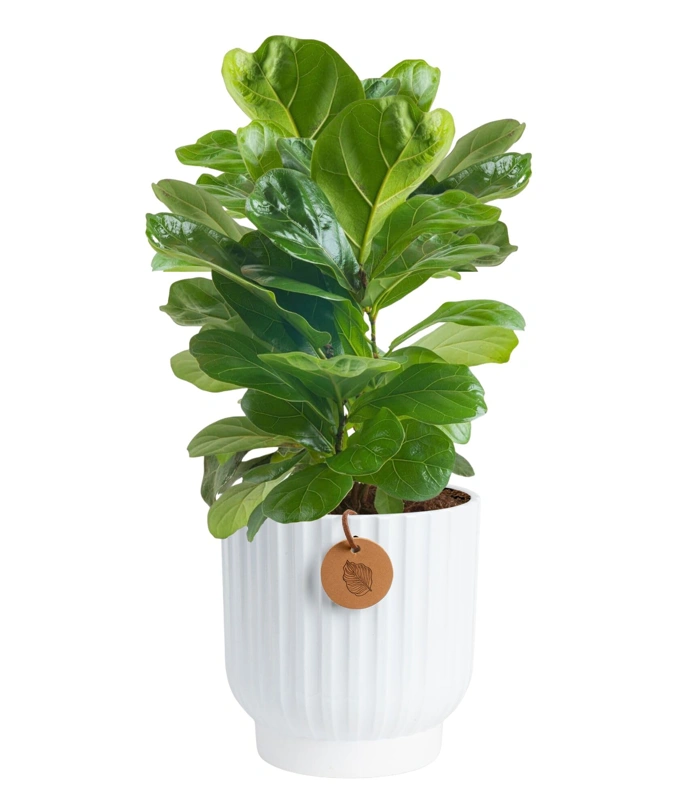 Costa Farms 1-Foot Live Fiddle Leaf Fig Tree in Modern Decor Planter