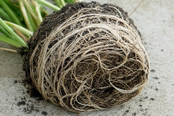 Your plant stopped growing. The roots are circling the pot. Here's how to fix it without killing your plant.